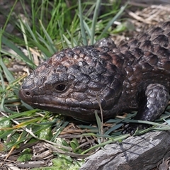 Tiliqua rugosa at Throsby, ACT - 7 Sep 2024