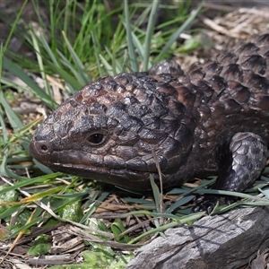 Tiliqua rugosa at Throsby, ACT - 7 Sep 2024