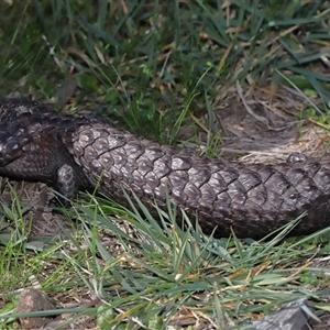 Tiliqua rugosa at Throsby, ACT - 7 Sep 2024