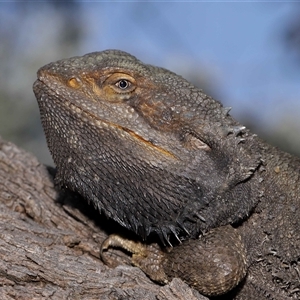 Pogona barbata at Acton, ACT - 10 Sep 2024