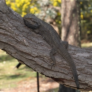 Pogona barbata at Acton, ACT - 10 Sep 2024