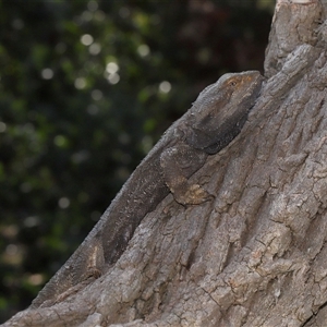 Pogona barbata at Acton, ACT - 10 Sep 2024