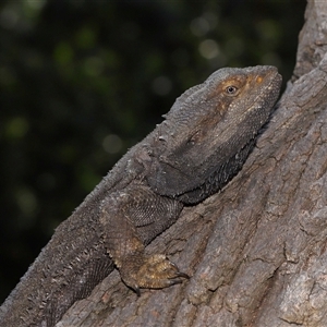 Pogona barbata at Acton, ACT - 10 Sep 2024