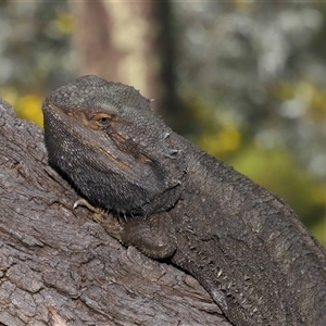 Pogona barbata at Acton, ACT - suppressed