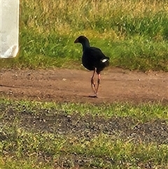 Porphyrio melanotus (Australasian Swamphen) at Burrumbeet, VIC - 18 Sep 2024 by atticus