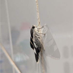 Grammodes ocellata at Mutitjulu, NT - suppressed