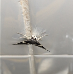 Grammodes ocellata at Mutitjulu, NT - suppressed