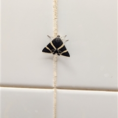 Grammodes ocellata at Mutitjulu, NT - suppressed