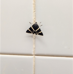 Grammodes ocellata at Mutitjulu, NT - suppressed