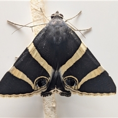 Grammodes ocellata at Mutitjulu, NT - suppressed