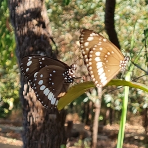 Euploea corinna at Durack, WA - 19 Sep 2024 08:57 AM