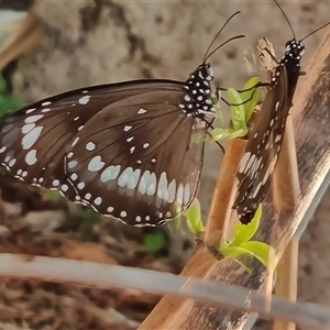 Euploea corinna at Durack, WA - 19 Sep 2024 08:57 AM