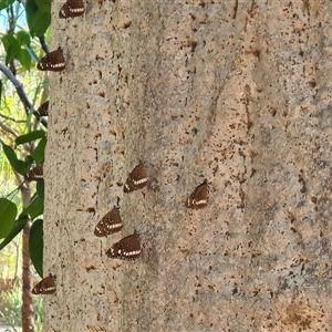 Euploea corinna at Durack, WA - 19 Sep 2024 08:57 AM