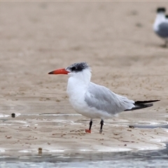 Hydroprogne caspia at Dolphin Point, NSW - 16 Sep 2024