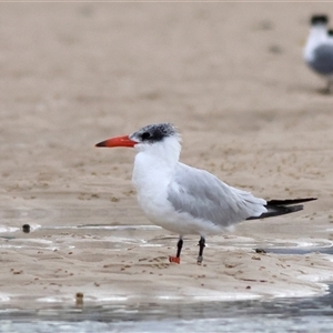 Hydroprogne caspia at Dolphin Point, NSW - 16 Sep 2024