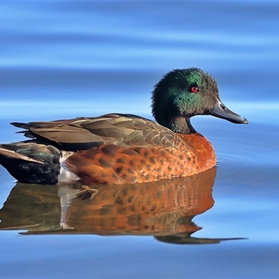 Anas castanea (Chestnut Teal) at Burrill Lake, NSW - 15 Sep 2024 by MichaelWenke