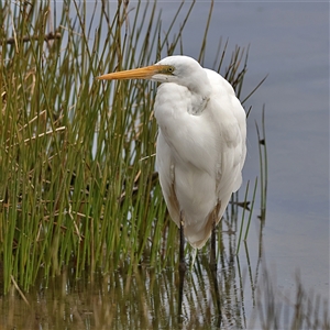 Ardea alba at Burrill Lake, NSW - 16 Sep 2024