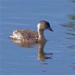 Poliocephalus poliocephalus (Hoary-headed Grebe) at Burrill Lake, NSW - 15 Sep 2024 by MichaelWenke