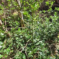 Ilex aquifolium (Holly) at Kambah, ACT - 17 Sep 2024 by HarleyB