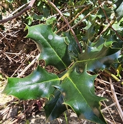 Ilex aquifolium at Kambah, ACT - 17 Sep 2024