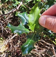 Ilex aquifolium at Kambah, ACT - 17 Sep 2024 11:09 AM