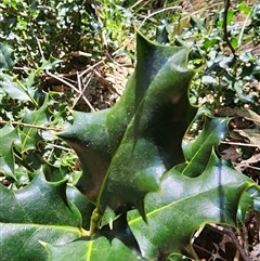 Ilex aquifolium at Kambah, ACT - 17 Sep 2024 11:09 AM