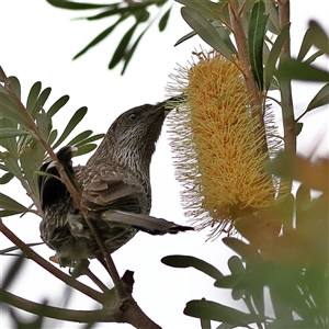 Anthochaera chrysoptera at Burrill Lake, NSW - 16 Sep 2024