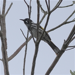 Phylidonyris novaehollandiae (New Holland Honeyeater) at Burrill Lake, NSW - 16 Sep 2024 by MichaelWenke