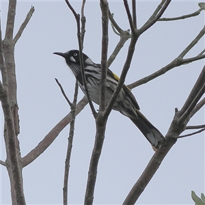 Phylidonyris novaehollandiae at Burrill Lake, NSW - 16 Sep 2024 03:21 PM