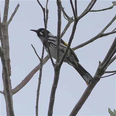 Phylidonyris novaehollandiae (New Holland Honeyeater) at Burrill Lake, NSW - 16 Sep 2024 by MichaelWenke