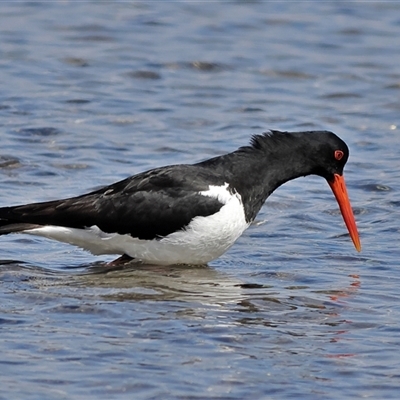 Haematopus longirostris (Australian Pied Oystercatcher) at Burrill Lake, NSW - 16 Sep 2024 by MichaelWenke