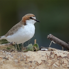 Anarhynchus ruficapillus (Red-capped Plover) at Dolphin Point, NSW - 16 Sep 2024 by MichaelWenke