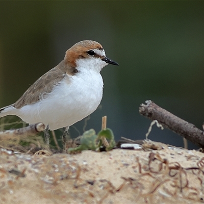 Anarhynchus ruficapillus (Red-capped Plover) at Dolphin Point, NSW - 16 Sep 2024 by MichaelWenke