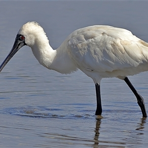 Platalea regia at Burrill Lake, NSW - 16 Sep 2024