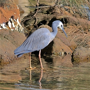 Egretta novaehollandiae at Burrill Lake, NSW - 16 Sep 2024