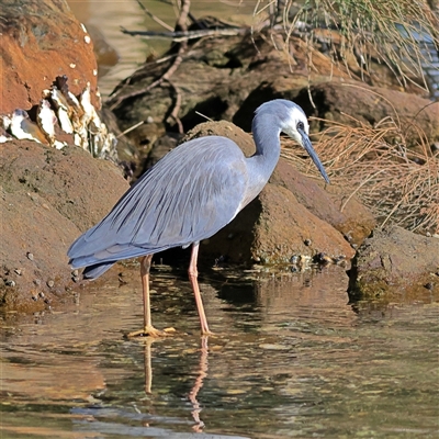 Egretta novaehollandiae (White-faced Heron) at Burrill Lake, NSW - 16 Sep 2024 by MichaelWenke