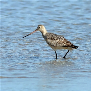 Limosa lapponica at Burrill Lake, NSW - 17 Sep 2024