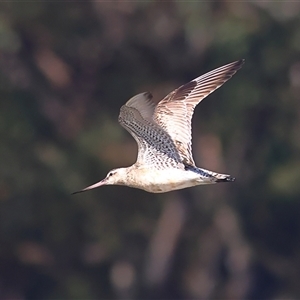 Limosa lapponica at Burrill Lake, NSW - 17 Sep 2024