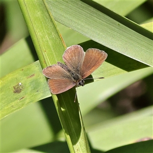 Neolucia mathewi at Burrill Lake, NSW - 17 Sep 2024