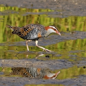 Gallirallus philippensis at Burrill Lake, NSW - 17 Sep 2024