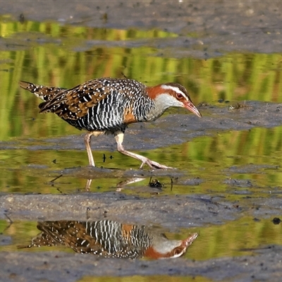 Gallirallus philippensis (Buff-banded Rail) at Burrill Lake, NSW - 17 Sep 2024 by MichaelWenke