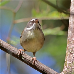 Sericornis frontalis (White-browed Scrubwren) at Burrill Lake, NSW - 17 Sep 2024 by MichaelWenke