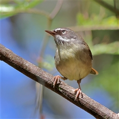 Sericornis frontalis at Burrill Lake, NSW - 17 Sep 2024 11:43 AM