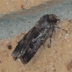 Agrotis munda (Brown Cutworm) at Conder, ACT - 1 Feb 2024 by MichaelBedingfield