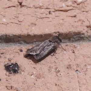 Agrotis munda at Conder, ACT - 1 Feb 2024