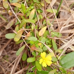 Hibbertia aspera subsp. aspera by poszum