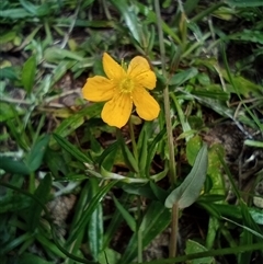 Hypericum gramineum at The Gap, NSW - 19 Sep 2024 by poszum