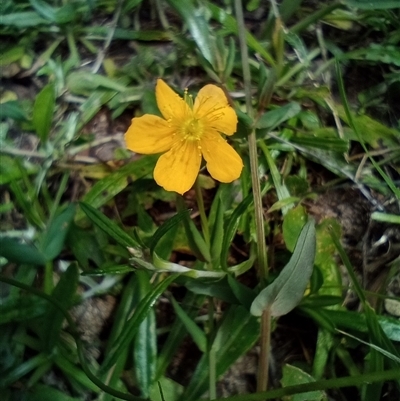 Hypericum gramineum at The Gap, NSW - 19 Sep 2024 by poszum