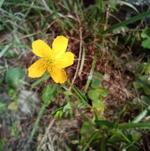 Hypericum gramineum at The Gap, NSW - suppressed