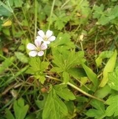 Geranium sp. by poszum